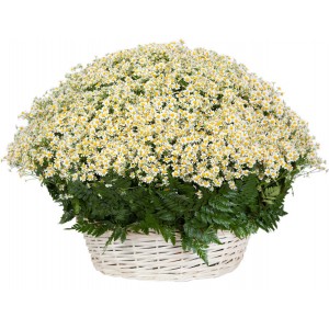 Цветочная композиция на оазисе, в корзине