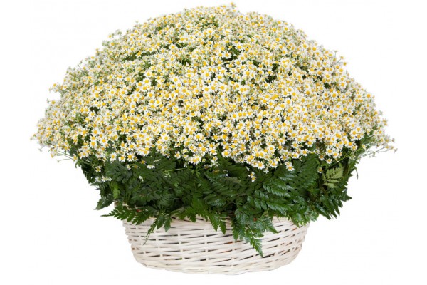 Цветочная композиция на оазисе, в корзине