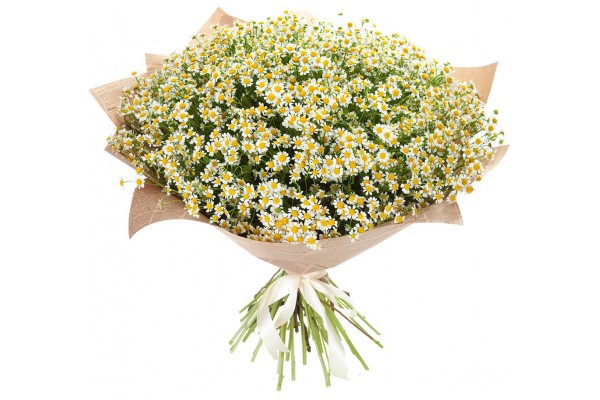 Букет из 31 ромашки