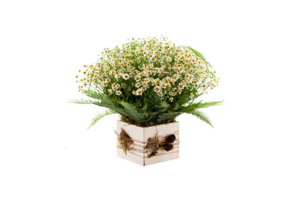 Цветочная композиция с ромашками на оазисе 