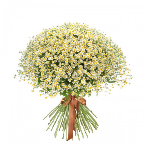 Букет из 101 ромашки
