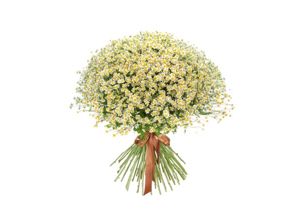 Букет из 101 ромашки