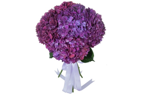 Гортензия "You Me Together" 