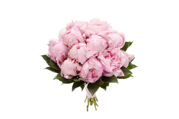 Букет из пионов "Sarah Bernhardt" 