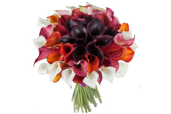 Букет из разноцветных калл