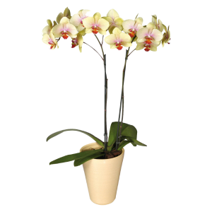 Орхидея Амадеус Фаленопсис