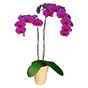 Орхидея Амолд Фаленопсис