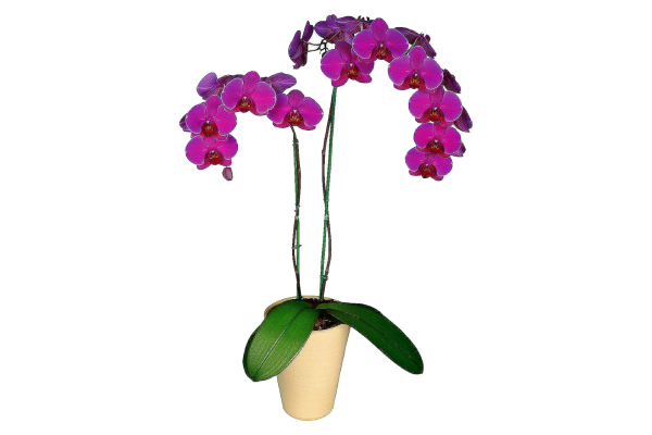 Орхидея Амолд Фаленопсис