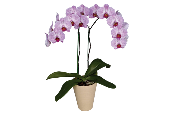 Орхидея Бостон Фаленопсис