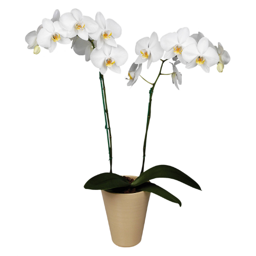 Орхидея Фаленопсис