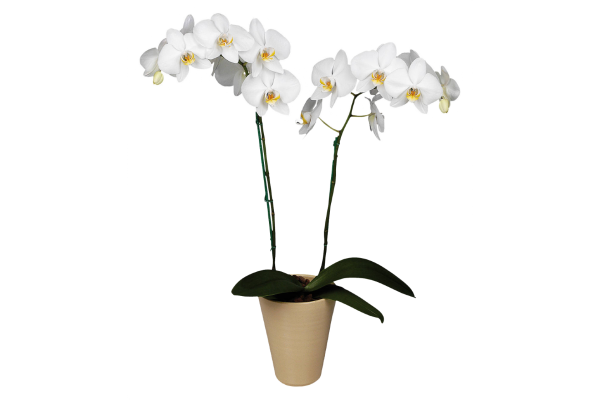 Орхидея Фаленопсис