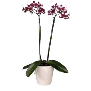 Орхидея PolkaDot Фаленопсис 