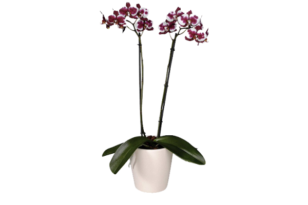 Орхидея PolkaDot Фаленопсис 