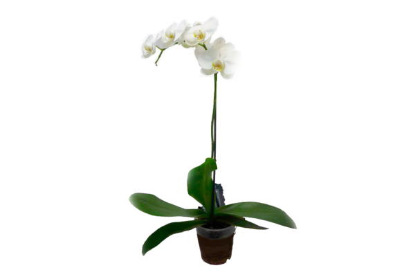 Орхидея Фаленопсис