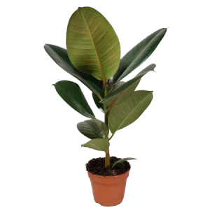 Фикус Робуста