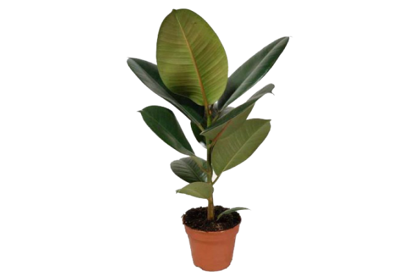 Фикус Робуста