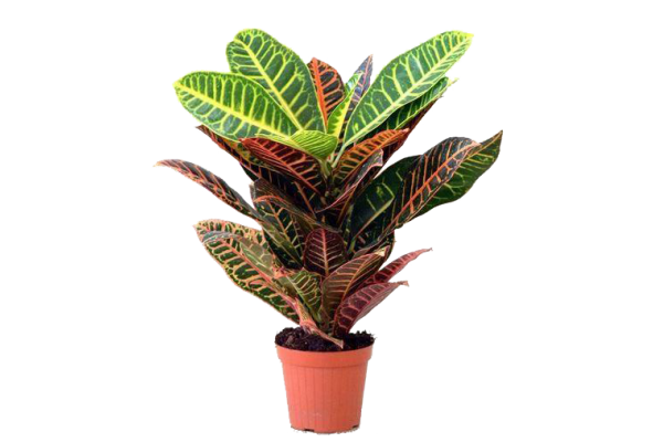 Кротон Петра