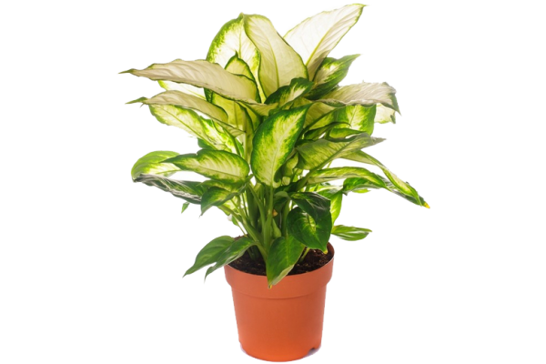 Диффенбахия компакта