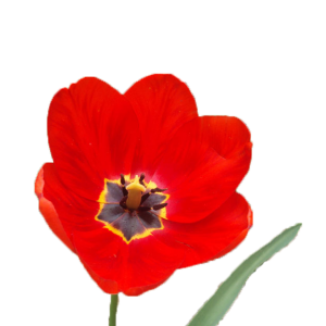 Тюльпан обычный